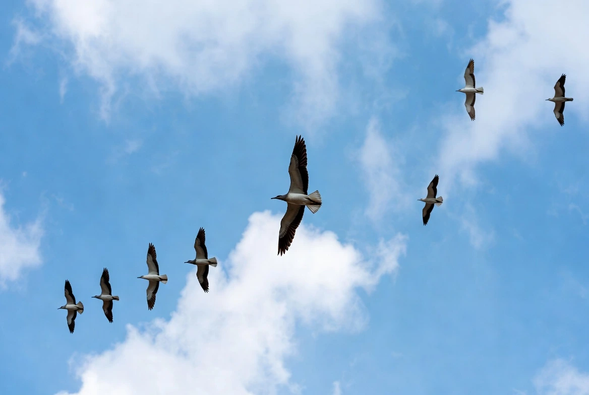 What Birds Teach Us About Productivity: Why Your Firm Needs a Flock, Not a Hero
